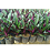 Abacaxi Roxo - Tradescantia spathacea - Imagem 4