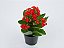 Kalanchoe Vermelha - Imagem 3