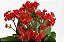 Kalanchoe Vermelha - Imagem 2