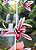 Cymbidium aloifolium - Imagem 1