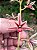 Cymbidium aloifolium - Imagem 3