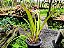 Cymbidium aloifolium - Imagem 4