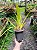 Cymbidium aloifolium - Imagem 6