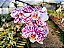 Phalaenopsis Kingcar Purple Queen x Phalaenopsis Glitter - Imagem 2