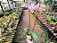 Phalaenopsis Kingcar Purple Queen x Phalaenopsis Glitter - Imagem 4
