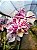 Phalaenopsis Kingcar Purple Queen x Phalaenopsis Glitter - Imagem 6