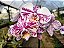 Phalaenopsis Kingcar Purple Queen x Phalaenopsis Glitter - Imagem 1