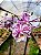 Phalaenopsis Kingcar Purple Queen x Phalaenopsis Glitter - Imagem 7