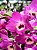 Denbrobium Nobile Branco/Rosa e Pink - Imagem 1