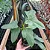 Philodendron bipennifolium - Imagem 2