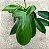 Philodendron bipennifolium - Imagem 1