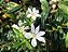 Erica Branca - Cuphea gracilis - Imagem 4