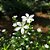 Erica Branca - Cuphea gracilis - Imagem 3