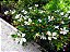 Erica Branca - Cuphea gracilis - Imagem 6