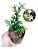 Erica Branca - Cuphea gracilis - Imagem 2