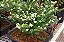 Erica Branca - Cuphea gracilis - Imagem 1