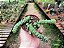 Rabinho de Porco - Crassula Marnieriana - Imagem 2
