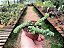 Rabinho de Porco - Crassula Marnieriana - Imagem 3