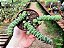 Rabinho de Porco - Crassula Marnieriana - Imagem 4
