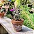 Portulacaria Wedermanni - Imagem 5