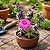 Portulacaria Wedermanni - Imagem 2