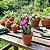 Portulacaria Wedermanni - Imagem 1