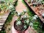Portulacaria Wedermanni - Imagem 11