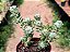 Portulacaria Wedermanni - Imagem 12