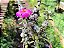 Portulacaria Wedermanni - Imagem 5