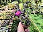 Portulacaria Wedermanni - Imagem 2