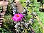 Portulacaria Wedermanni - Imagem 4