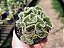 Austrocylindropuntia Subulata Cristata - Imagem 2