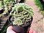 Austrocylindropuntia Subulata Cristata - Imagem 1