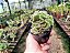 Austrocylindropuntia Subulata Cristata - Imagem 4
