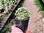 Austrocylindropuntia Subulata Cristata - Imagem 5