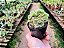 Austrocylindropuntia Subulata Cristata - Imagem 6