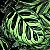 Maranta Pavão - Calathea Makoyana (Planta Grande) - Imagem 1