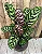 Maranta Pavão - Calathea Makoyana (Planta Grande) - Imagem 2