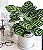 Maranta Pavão - Calathea Makoyana (Planta Grande) - Imagem 3