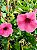 Alamanda Rubra – Allamanda blanchetti - Imagem 1