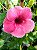 Alamanda Rubra – Allamanda blanchetti - Imagem 3