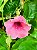 Alamanda Rubra – Allamanda blanchetti - Imagem 4