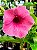 Alamanda Rubra – Allamanda blanchetti - Imagem 6