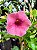 Alamanda Rubra – Allamanda blanchetti - Imagem 7