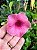 Alamanda Rubra – Allamanda blanchetti - Imagem 8