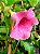 Alamanda Rubra – Allamanda blanchetti - Imagem 9