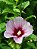 Hibisco da Síria roxo - Hibiscus syriacus - Imagem 3