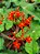 Jatropha Podagrica - Imagem 6