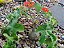 Jatropha Podagrica - Imagem 7
