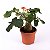 Jatropha Podagrica - Imagem 4